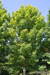 Acer saccharum 'Endowment' — photo 2